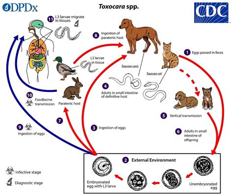 CDC - DPDx - Toxocariasis