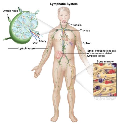 Non-Hodgkin Lymphoma Treatment - NCI