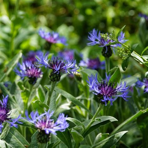 Centaurea Montana Seeds, Flower Seeds#160 – Rooted Retreat