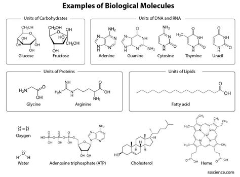 Size Matters - The Scale of Biology – Examples and Fun Facts