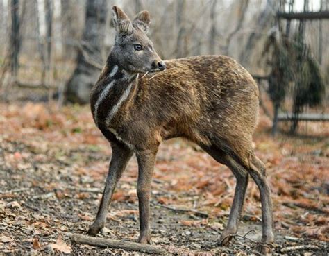 Musk deer | Size, Diet, Habitat, & Facts | Britannica