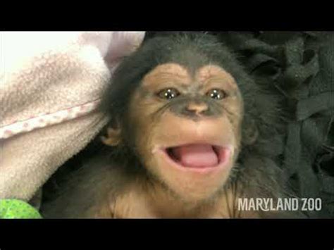 Baby Chimpanzee Maisie Laughs For The First Time - YouTube