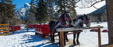 Banff Public Sleigh Rides - Discover Banff Tours