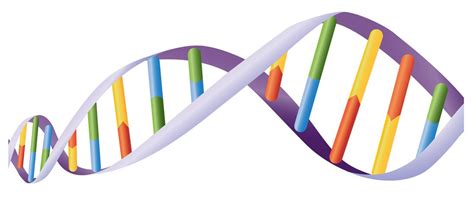 DNA helix 434413 Vector Art at Vecteezy