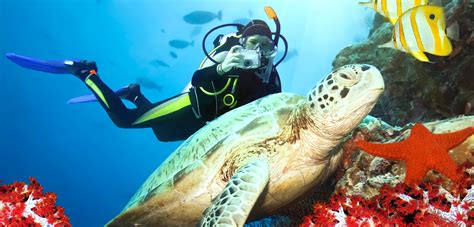 Qatar Diving - Scuba Diving - Padi courses in Doha by QatarMarine