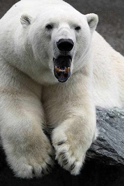 Royalty Free Polar Bear Teeth Pictures, Images and Stock Photos - iStock