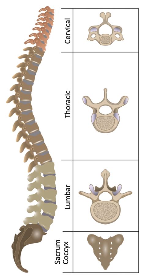 Anatomy of the Spine | Spinal Cord Injury Information Pages