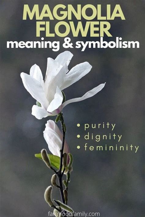 Magnolia Flower Meaning, Symbolism 🌸 - A Symbol Of Femininity, Love | Flower meanings, Magnolia ...