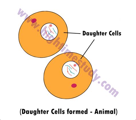 Cell Cycle & Cell Division – Mitosis – HIGH TIME STUDY