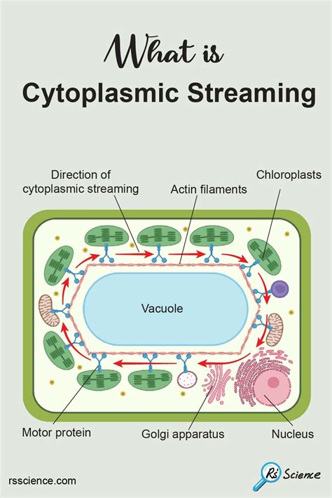 What is Cytoplasmic Streaming? | Microscope activity, Biology ...