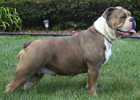 Olde English Bulldogge - Dog Breed Standards