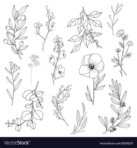 Flower and leaf hand draw sketch black white w Vector Image