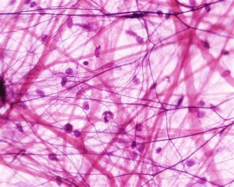 Keeping It Together: Cannabinoid Receptors Found In Connective Tissue Regions · Cornerstone ...