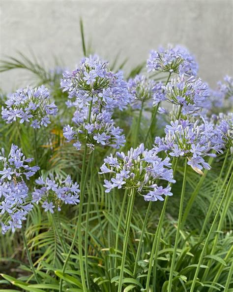 Garden Design Magazine’s Instagram post: “Agapanthus is blooming! What ...