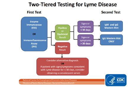 VIDAS® Lyme IgG II and IgM II | bioMérieux