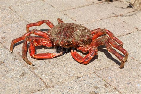 Alive Spider Crab on Pavement Stock Photo - Image of shellfish, alive: 170486426