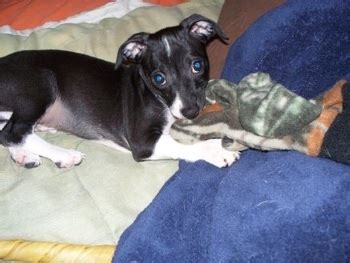 Italian Greyhuahua (Italian Greyhound Chihuahua Mix) Info, Puppies, Pictures