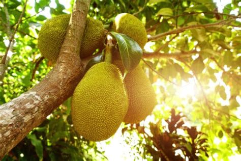 Growing Jackfruit Tree: Planting, Caring for and Using Jackfruits