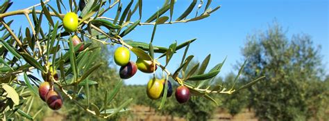 The Symbolism of the Olive Tree in the Jewish Faith - Sponsor an Olive ...