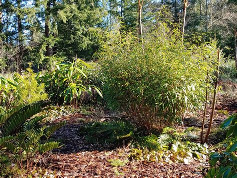 Bamboo: pruning clumping bamboos