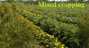 Mixed Cropping and Intercropping - Difference with Examples