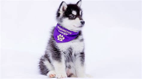 University of Washington introduces its new mascot -- Dubs II