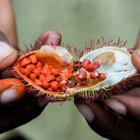 Exploring the Exotic World of Zanzibar Spices - Safari Ventures