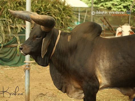 Indian Desi Bull | Animals, Bull, Art