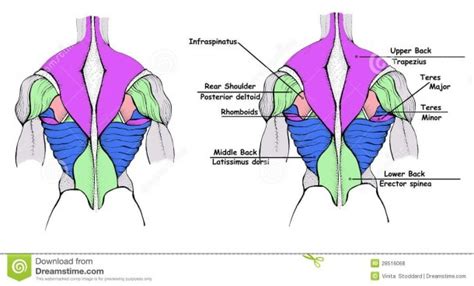 Muscle Diagram Back