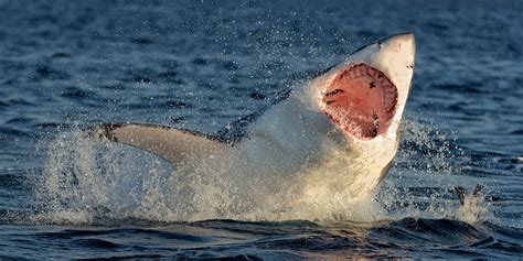 Chuck Bangley tweets shark necropsy in South Carolina - Business Insider