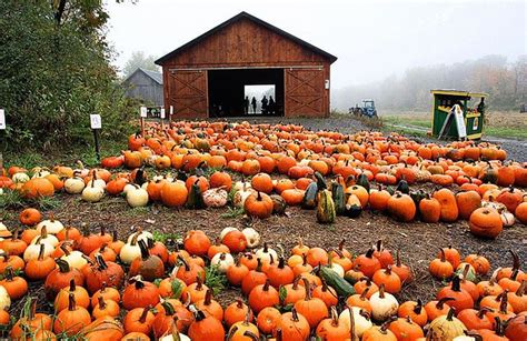 Nutrition Notes: Pumpkins are loaded with healthy nutrients, so cook with the real thing ...