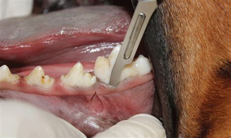 Extraction of the Mandibular First Molar in a Dog