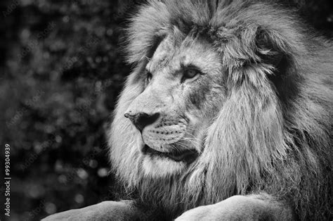 Strong contrast black and white of a male lion in a kingly pose Stock ...