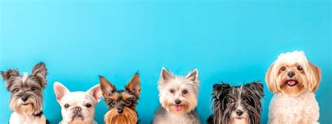 Premium Photo | Adorable group of small dog breeds posing together on blue background