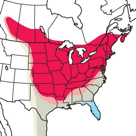 Baltimore Orioles Migration Map 2024 - Erin Odessa