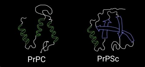 Prion Proteins : Characteristics, Types, replication and disease ~ Biotechfront