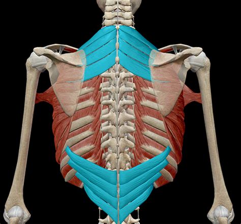 Learn Muscle Anatomy: Serratus Posterior Superior and Inferior