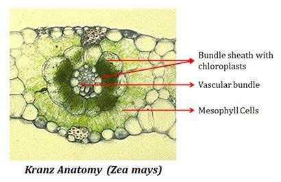 Mesophyll and Bundle Sheath Chloroplasts (Table) | easybiologyclass