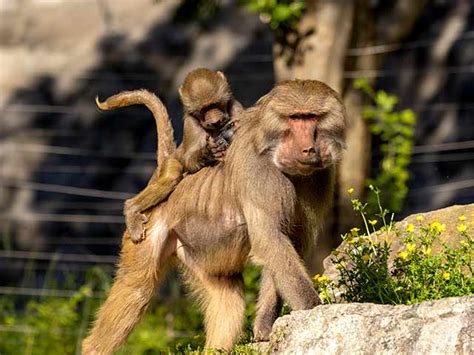 Baboon Habitat Reopening | North Carolina Zoo