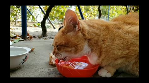 Dog and cat Drinking water Slow motion Video/ நாயும் பூனையும் தண்ணீரை ...