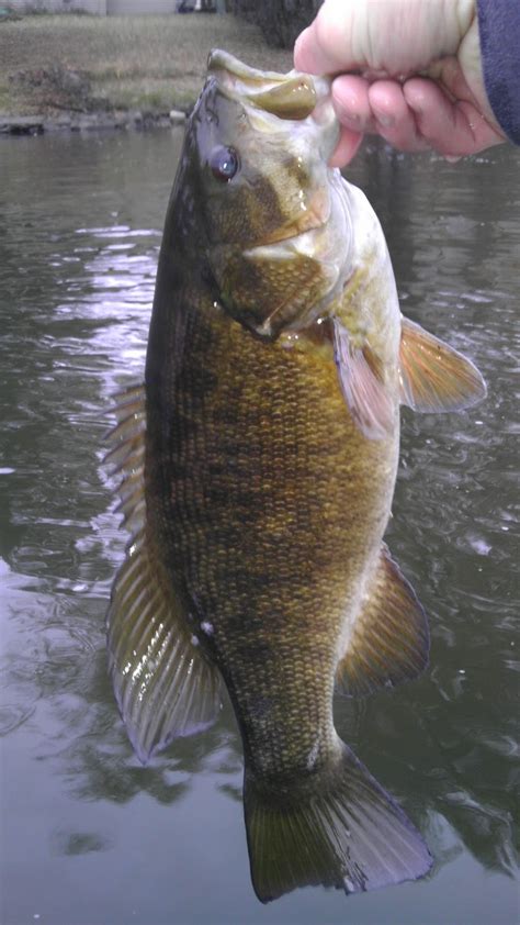 Micropterus: Wisconsin River Fishing