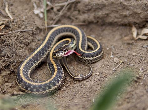 Colorado Snakes Plains Garter Snake (Thamnophis radix) - Colorado Herping