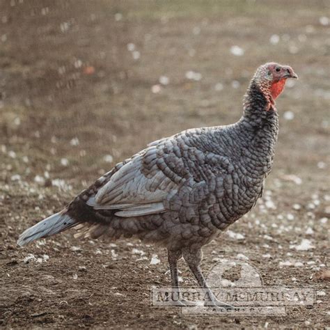 Murray McMurray Hatchery - Blue Slate Turkeys