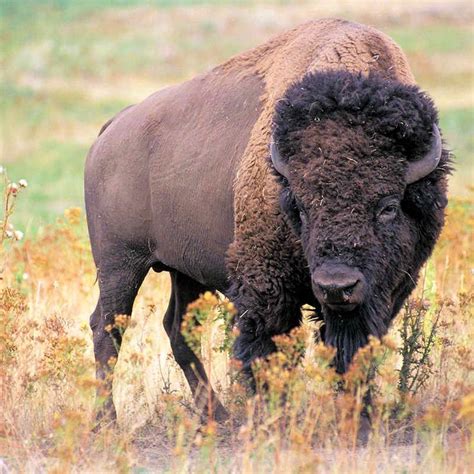 Oklahoma State Animal: American Buffalo, or Bison (Bison bison) | American bison, Animals wild ...