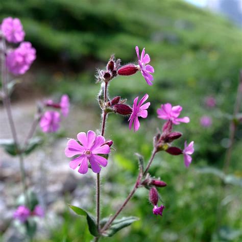 Red Campion Flowers Plant - Free photo on Pixabay - Pixabay