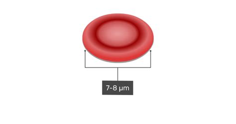 General Structure and Functions of Red Blood Cells