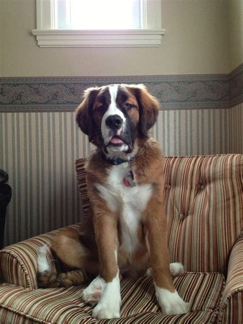 saint bernard mix puppy - Google Search | Mountain dogs, Bernese mountain dog, Teach dog tricks