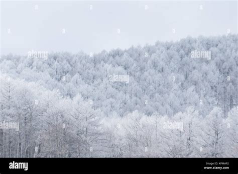 Trees with snow forest Stock Photo - Alamy