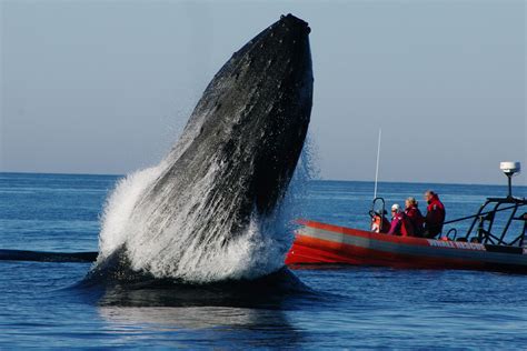 Spectacular photos of whale jumping through water | New York Post