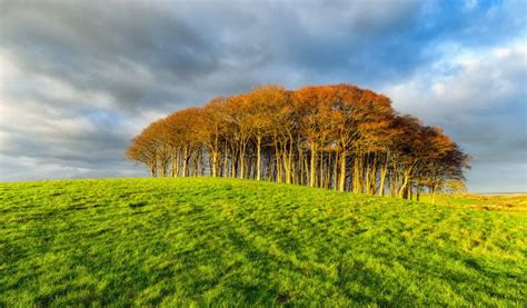 Small Copse Of Trees On A Hill Stock Photo - Image: 48233286